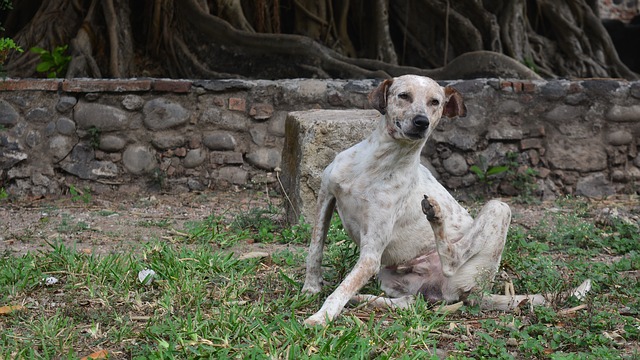 dermatite de contact chez les chiens